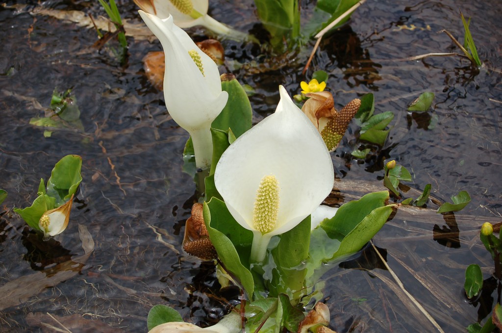 2015-2-25  水芭蕉Ａ